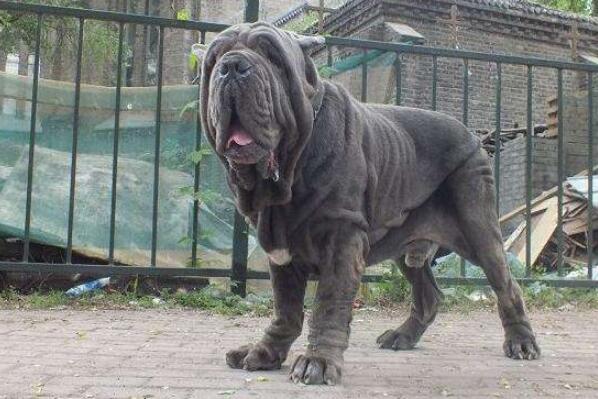 世界十大最危險猛犬，世界猛犬有哪些？
